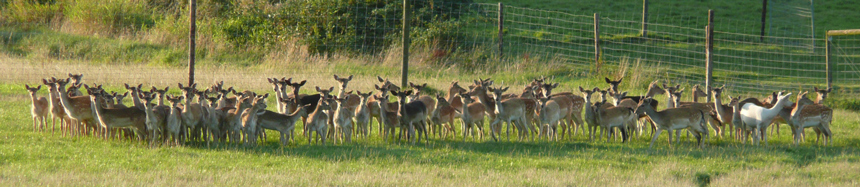 Hirschrudel im Gehege Krog, Lockhausen