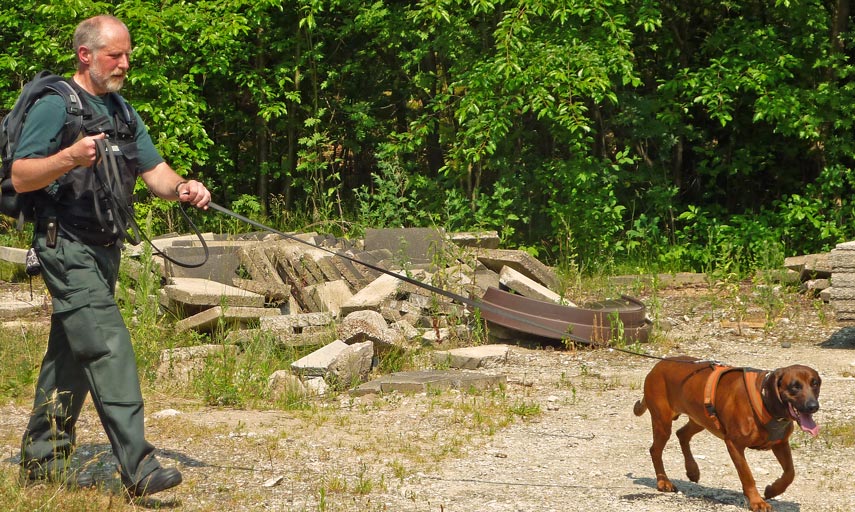 Arbeiten mit dem Mantrailer Hund beim Aufspren einer Person